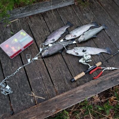 Five trout, fishing rod, tackle box.