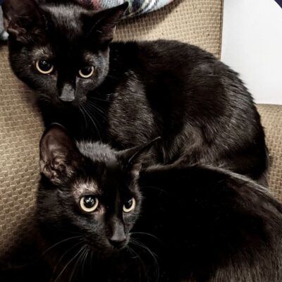 Two black cats are laying on the couch.