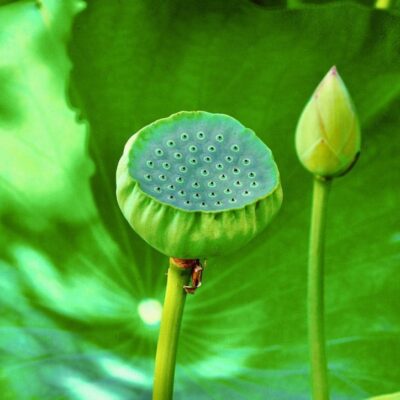 A beautiful piece of art featuring a green lotus flower gracefully positioned amidst lush green leaves.