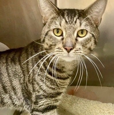 A tabby cat standing on top of a blanket.