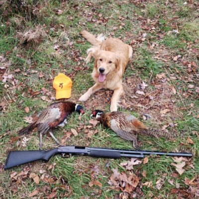 A dog sitting next to a gun and pheasants.