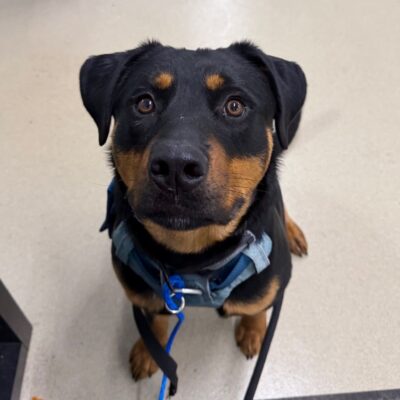 Close-up of a black and tan dog with a blue collar looking up.