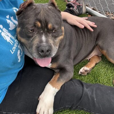 A content dog resting on a person's lap outdoors.