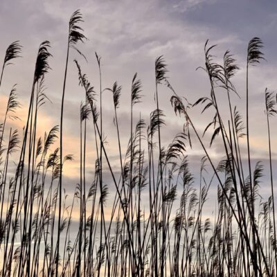 Tall reeds against a sunset sky outdoors in Rhode Island.