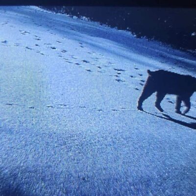 A dog walking in the snow.