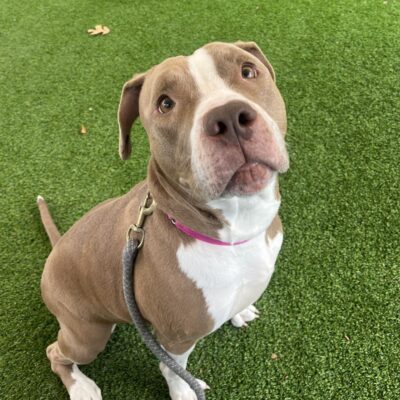A brown and white dog sitting attentively on green grass.
