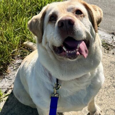 RINewsToday – Rhode Island Pet of the Week - Sept. 27, 2025