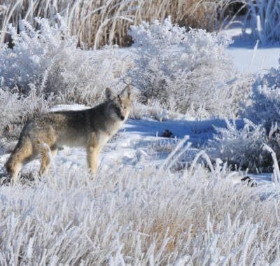 A coyote standing in a field covered in snow.