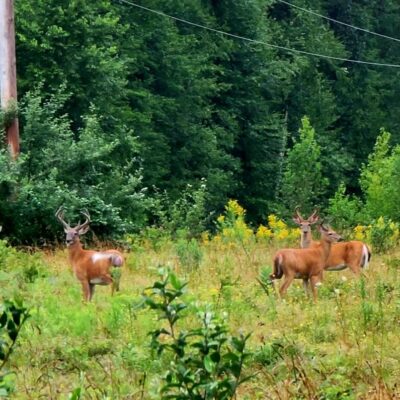 A group of deer standing in a field near a telephone pole, showcasing peaceful coexistence with nature.