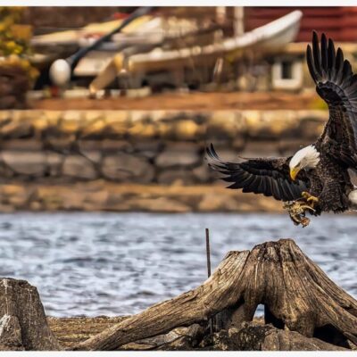 A bald eagle soars over a body of water while hunting.
