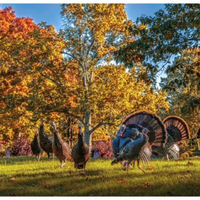 A group of turkeys in a field with trees in the background, perfect for hunting enthusiasts.