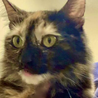 Here's an alt tag for the image: Calico cat with green eyes.