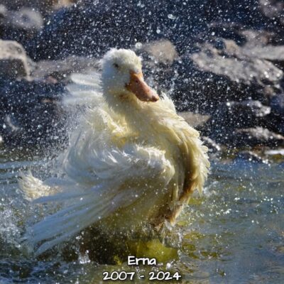 White duck shaking water off feathers.