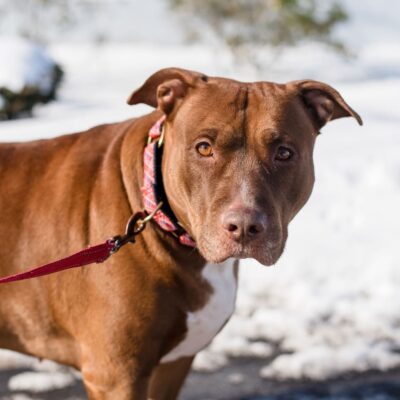 Brown dog with a red collar standing on snow.