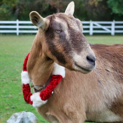 A festive goat adorned with a red and white ribbon, perfect for a holiday shop stroll.