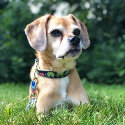 A grief-stricken brown and white dog laying in the grass.