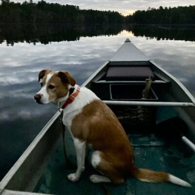 A dog sits on the bow of a canoe.