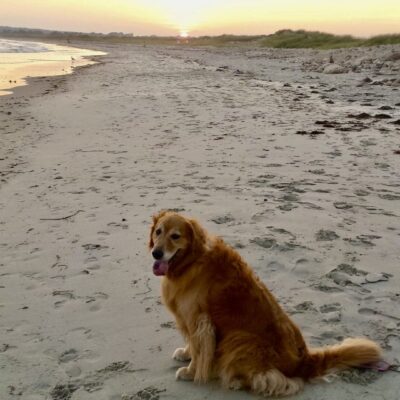 A golden retriever sitting on the beach at sunset.