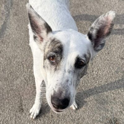 White dog with black spots looking up attentively.