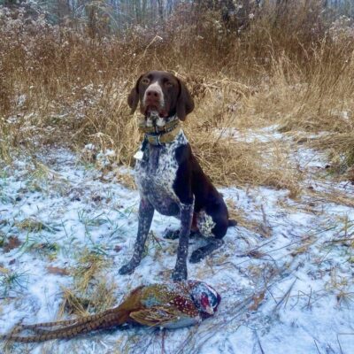 A brown dog sitting in the snow with a pheasant.