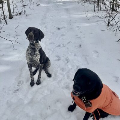 Two dogs standing on a snowy path in an orange jacket.