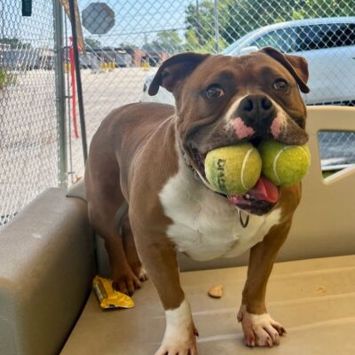 A bulldog puppy holding three tennis balls in its mouth.
