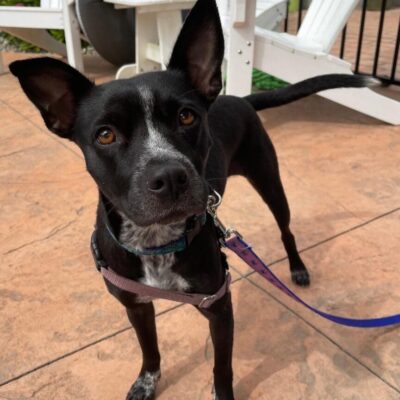A black dog is standing on a patio with a leash.