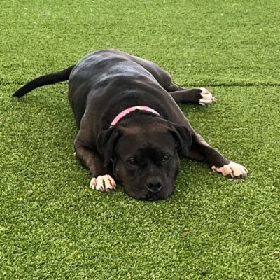A black puppy with white paws lying on green grass.