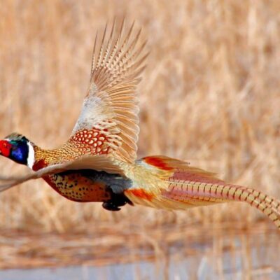 A pheasant flying over a field of reeds.