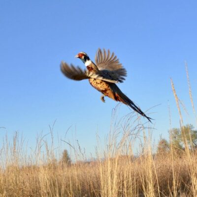 A pheasant flying over a field in RI.