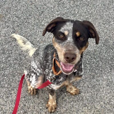 Happy dog sitting on pavement with a red leash.