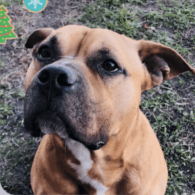 A brown dog with a christmas tree in the background.