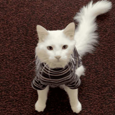 A white cat wearing a sweater.