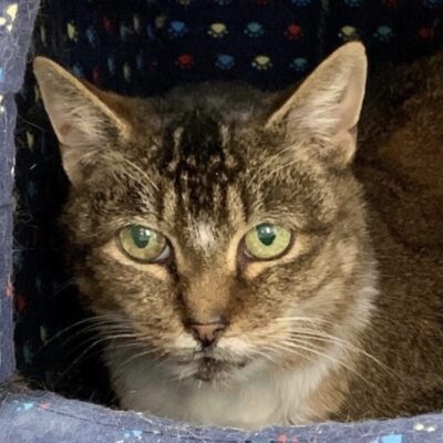 A tabby cat sitting in a blue cat bed.