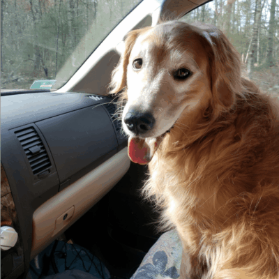 A dog sitting in the back seat of a car.