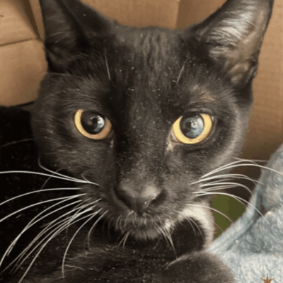A black cat with yellow eyes looking at the camera.