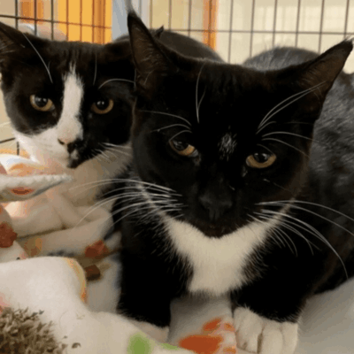 Two black and white cats in a cage.