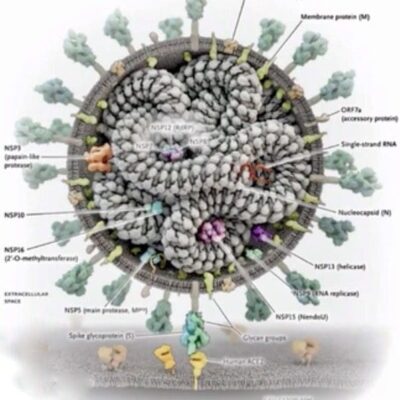 A diagram showing the structure of a coronavirus.