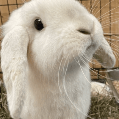 A white rabbit in a cage looking up at the camera.