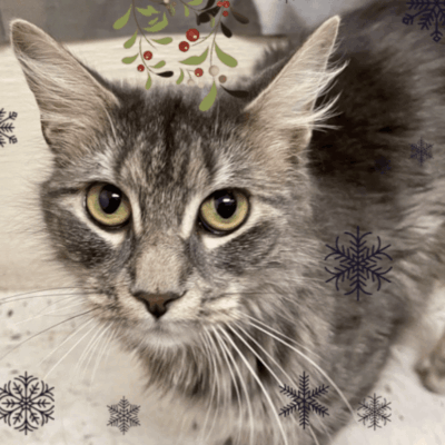 A gray cat with snowflakes on his head.