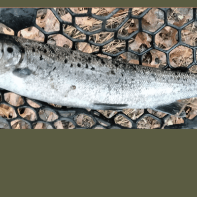 A fish is sitting in a net on the ground.