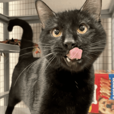 A black cat sticking its tongue out in a cage.
