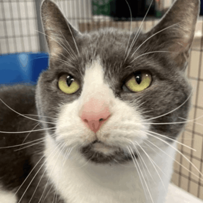 A gray and white cat sitting in a cage.