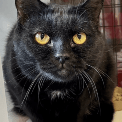 A black cat with yellow eyes sitting in a cage.