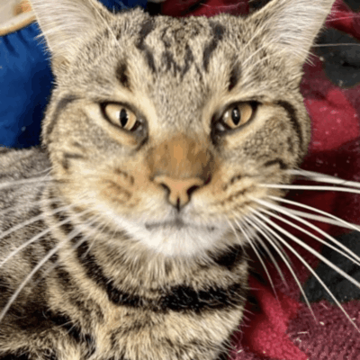 A tabby cat laying on a blanket looking at the camera.