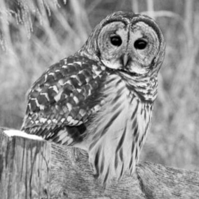 Barred owl sitting on a fence in black and white.