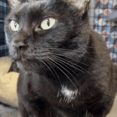 A black cat sitting on top of a cage.
