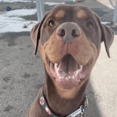 A rottweiler dog is standing in a parking lot.