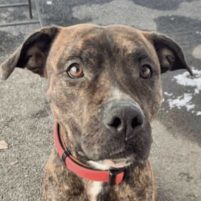A brown dog with a red collar sitting on the ground.