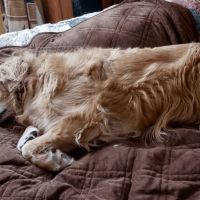 A golden retriever sleeping on a bed.